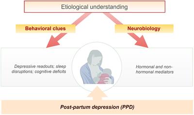 Post-partum depression: From clinical understanding to preclinical assessments